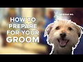 How to Prep Your Dog for Grooming PetSmart Grooming