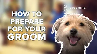 How to Prep Your Dog for Grooming PetSmart Grooming