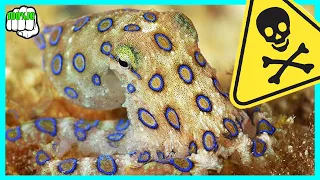 Pulpo De Anillos Azules Así Es Su Letal Veneno - 100%JC