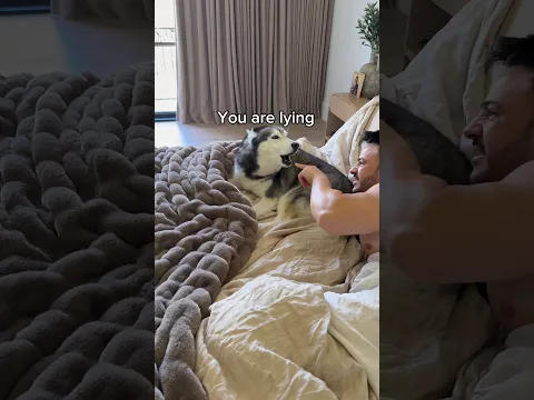 My Husky Gets Mad When I Tell Her She Is Stinky 😳👀