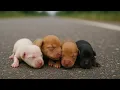 Download Lagu Lost but Lovely: Two Adorable Puppies Search for Home in the Park