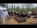 Download Lagu Cattle or Goats: The difficulty in advising a Speculative investor in Farming. 