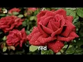 What a wonderful WORLD. With instrumental tune Roja janeman song