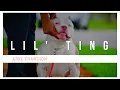 ABKC Champion Pocket American Bully Venomline s Lil Ting - Show Training