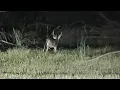 Lagu Last Deer Hunt for the Year at the \