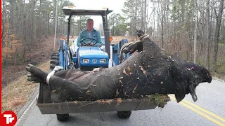 This Is the Biggest Boar You Will See in Your Life