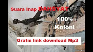 Download Suara inap DAHSYAT, 100% koloni, gratis link download mp3 MP3