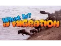 What Is Migration In Animals