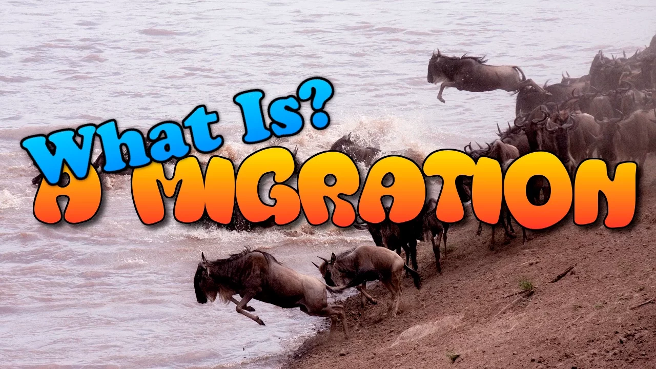 What Is Migration? (In Animals)