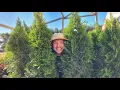 Lagu Top 5 Privacy Screen Trees |Grow a Living Fence|