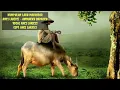 Download Lagu AMMAKKU BAPAKKU , Original Vocal Anci Laricci
