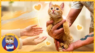 Отдаём рыжего котёнка Мандаринку в добрые руки