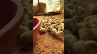 صوص الدجاج دندنها