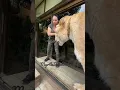 Download Lagu The worlds largest cat. Guinness, book of world records three times.  Liger MyrtleBeachSafari