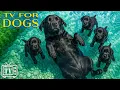 Download Lagu Calm Your Anxious Dogs: Dog TV for Dogs with Soothing Dogs Music! Videos for Dogs to Prevent Boredom
