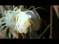 Download Lagu Plants Care  Bunga Bakawali  Queen Of The Night