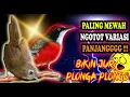 Download Lagu Masteran Burung Kontes Mewah Sedunia - Masteran Burung Fighter MP3