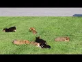 Welsh Corgi Puppies For Sale
