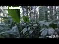 Download Lagu Suara pikat burung jongkangan/ cingcoang coklat