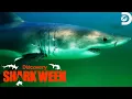 Rising Seal Populations Lead to an Unexpected Danger Shark Week Discovery