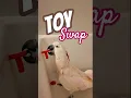 Download Lagu Bath toys are serious birdness