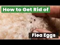 How to Get Rid of Flea Eggs Fast and Easy