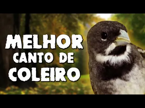 Download MP3 Canto coleiro Tui Tui melhor canto