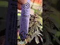 Gush Mints by PurpleCityGenetics strain