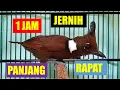 Lagu 1 JAM: Master Cililin NEMBAK NGOTOT Rapet, JERNIH,,!!! 100% Mudah ditirukan