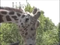 Giraffe giving a pole the business