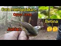 Download Lagu Cara Mudah Membedakan Opyor Jawa Jantan dan Betina..!!🐦🐦2022