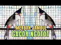 Download Lagu Suara Merbah Jambul Jantan Gacor