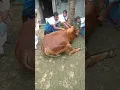 Download Lagu kurbani Guru 😭😭😭 qurbani Mubarak #cow #tiktok #shortsfeed #shorts #viral #voice #islam #ytshorts