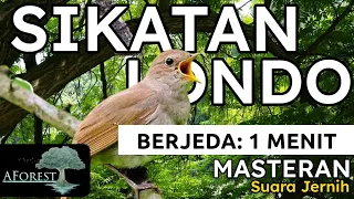 Download MASTERAN MURAI BATU || SIKATAN LONDO Tembakan Tajam BERJEDA 1 MENIT MP3