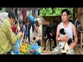 Download Lagu 90 days away from wife and children: Harvesting ripe persimmons to sell/ building a farm - gardening
