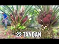Lagu bisa jadi sultan panen sawit setiap pokok hasilnya sampai puluhan tandan, buahnya rapat² semua