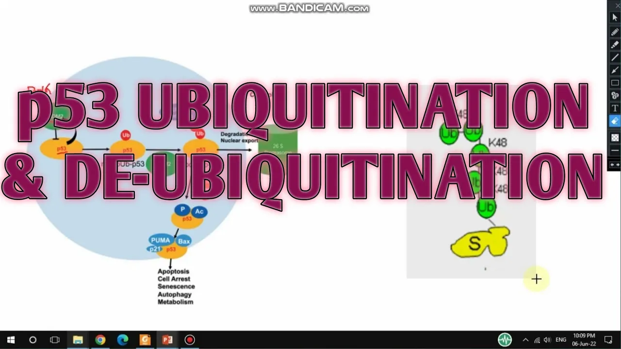 p53 ubiquitination and deubiquitination II MDM2-mediated p53 ubiquitination II xgene and proteinx
