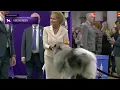 Keeshonden Breed Judging 2025