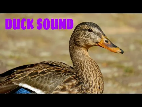 Download MP3 🦆SOM DE PATO.DUCK SOUND 🐤