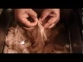 Chitterlings Part 1 How to clean Wash