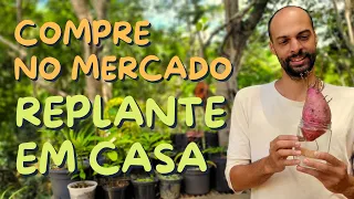 Easy-to-Regrow Vegetables for Replanting