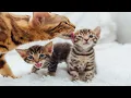 Download Lagu Kittens Meow with Joy While Playing with Puppy Pals, Bunny Friends, Calves \u0026 Mice!