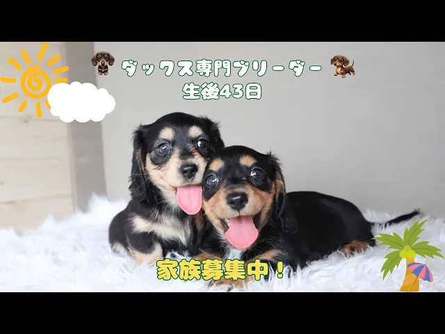 動画