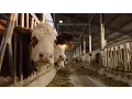 Download Lagu GEA Farming - Nieuwe melkveestal Abdij Averbode