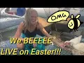 The Birds and The Bees with Jolly Holly We have been swarmed craziest thing I ve seen on a boat