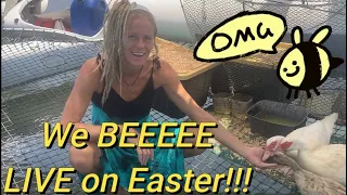 The Birds and The Bees with Jolly Holly! We have been swarmed🤯 craziest thing I’ve seen on a boat!