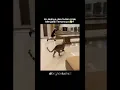 Download Lagu Meme lucu orang Arab di kejar harimau 🐅#meme #lucungakak #lucu
