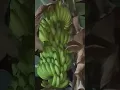 Download Lagu Papa mama bercocok tanam pisang berhasil 10 malam malam cek pisang matang dipohon