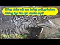 Download Lagu Tiếng cút môi um trống mái gọi nhau chuẩn, không tạp âm (Bird Trap) - Pao Vlogs