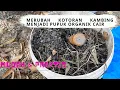 Lagu Cara Mudah Membuat Pupuk Organik Cair dari Kohe Kotoran Kambing